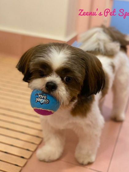 Zeenu's Pet Spa - Dog Grooming & Spa Finishing Touches: Bows, Bandanas & Style photo 3