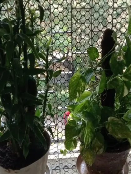 A money plant on a moss stick and a Devil's Backbone plant, both thriving in a window garden. We provide supports and guidance for climbing plants.