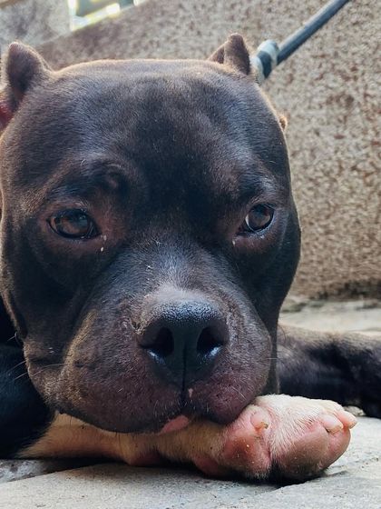 A very close shot of Sultan's face as he rests, showing the detail of his features.