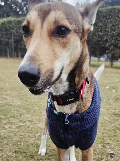 A close-up of a sweet Indie dog in a winter sweater.