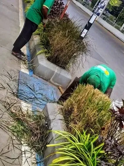 My team is shown here trimming overgrown grasses and plants in a public median. This regular grooming keeps the landscape looking sharp and prevents plants from becoming unruly.