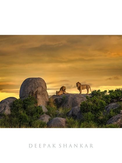 This is the iconic 'Lion King' scene from the Serengeti, a shot that every wildlife photographer dreams of. Seeing these two male lions against a fiery sunrise sky is a moment that truly feels like it’s straight out of a film.