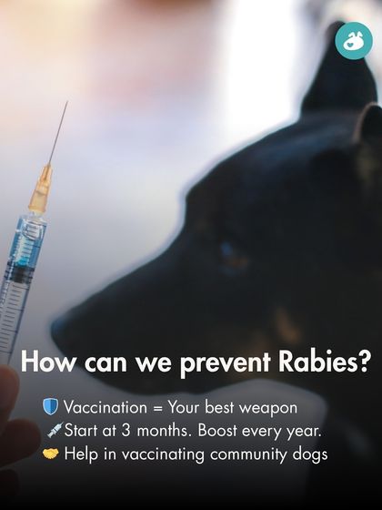 The Pack - Pet Parent Education & Workshops Your Dog's Health & Wellness photo 11