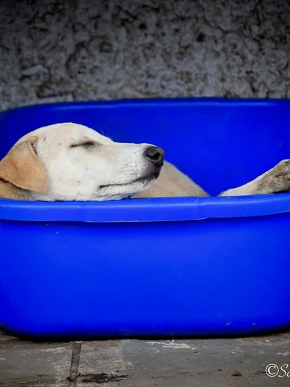 Another resident of the animal shelter, finding comfort in a simple plastic tub. These images are part of my work for World Stray Animals Day, promoting kindness and care for street animals.