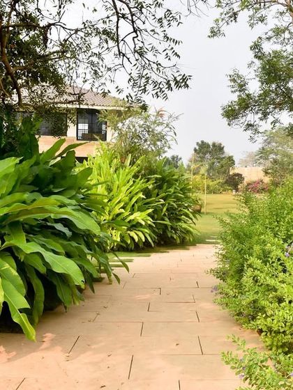 A simple stone walkway cuts through a garden filled with diverse textures. On one side, broad-leafed plants create a bold statement, while on the other, delicate flowering shrubs add softness and color.