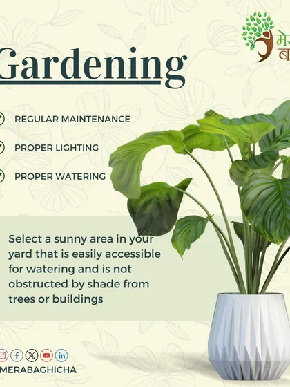 Successful gardening comes down to a few key principles. This graphic highlights the importance of regular maintenance, proper lighting, and correct watering to ensure your plants stay healthy and beautiful.
