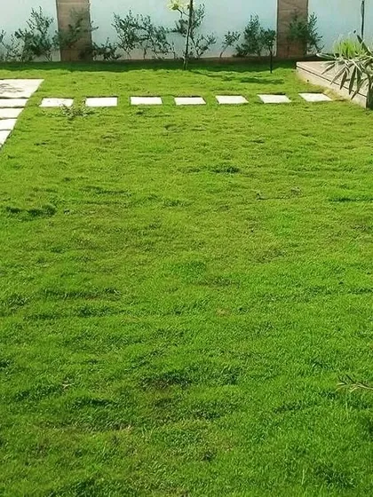 This is a finished lawn featuring a mix of Korean and Mexican grass, with a natural stone pathway. We can recommend the best type of grass for your specific needs and climate.
