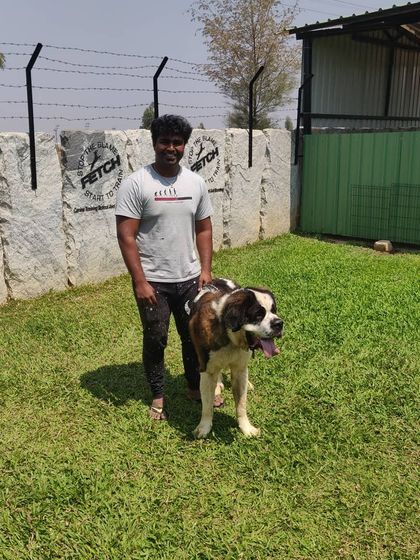 This St. Bernard and his owner are all smiles after completing their training. Even large breeds can learn to be calm and manageable companions.