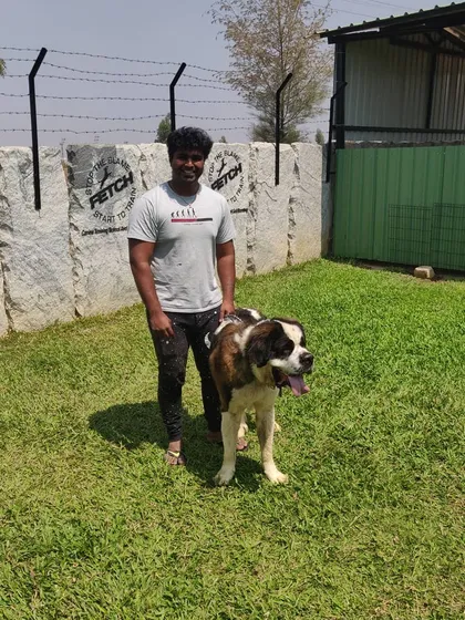 This gentle giant, a Saint Bernard, is now a well-mannered companion for his proud owner.