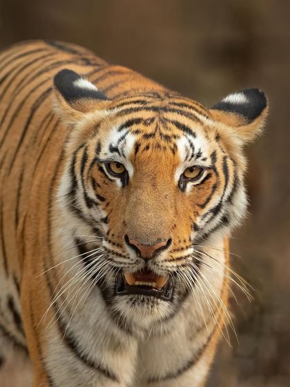 A tight portrait focusing on the intense, intelligent eyes of a tiger. These are the shots that create a real connection between the viewer and the subject.
