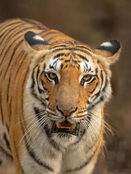 A detailed portrait of a tiger's face, showing every whisker and the deep amber of its eyes. This level of detail brings the viewer face-to-face with the wild.