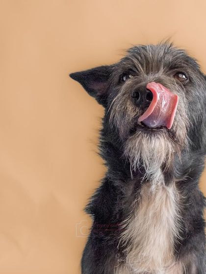 A perfectly timed "lick" shot of Bozo in the studio. These fun, expressive moments are what make studio sessions so special.