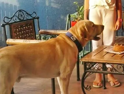 Nothing makes me happier than seeing a birthday boy like Tyson eagerly waiting to dig into his cake. I create these moments with fresh, homemade cakes that are both delicious and safe for your pet.
