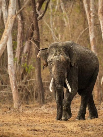 A tusker moving through the dry deciduous forest of Karnataka. This habitat shot shows how these massive animals navigate their woodland home.