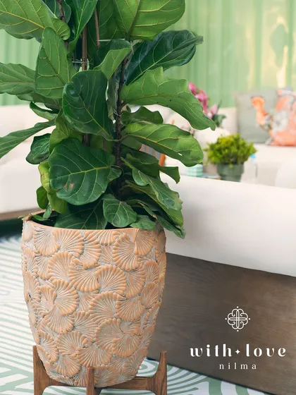 A large, textured pot holding a fiddle-leaf fig, a key decorative element in 'The Conservatory' design.