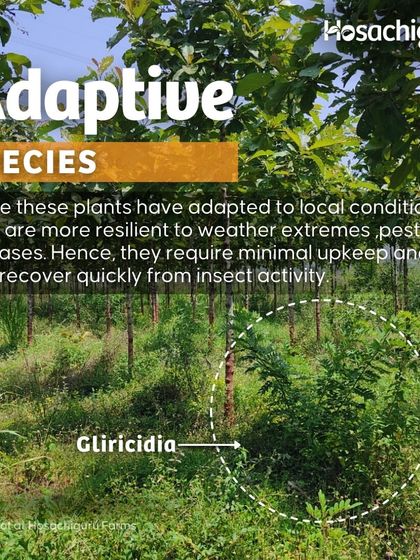 Adaptive native species like Gliricidia are more resilient to weather extremes and pests. They require minimal upkeep and recover quickly, making our farms more robust.