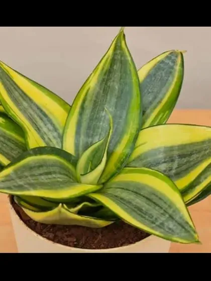 A clean, studio-style shot of the Sansevieria 'Twisted Sister', highlighting its unique shape and beautiful green and yellow variegation.