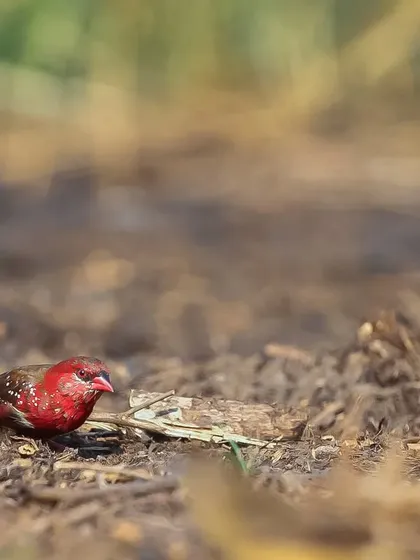 A male Red Avadavat, or Strawberry Finch, foraging on the ground. This tiny, vibrant bird gets its scientific name from Ahmedabad, the city from where it was once exported for the pet trade.