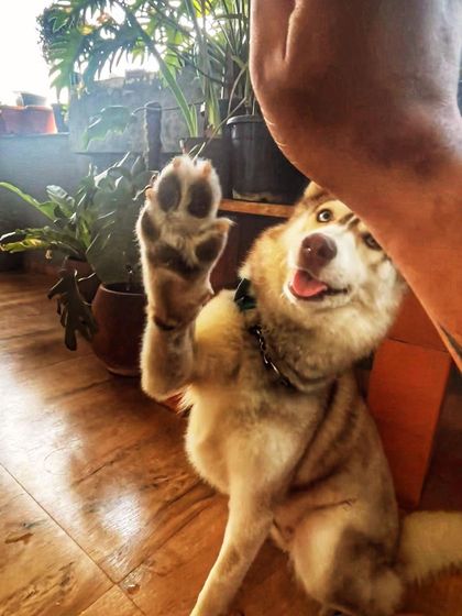 PL Paws - Dog Adoption Services Happy Tails: Our Adoptees in Their Forever Homes photo 76