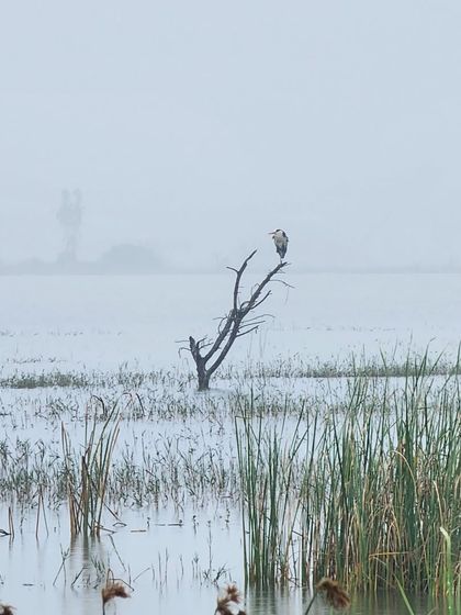 A lone bird perches on a dead tree in a misty lake. We always take time to appreciate the quiet moments and the wildlife we encounter on our rides.