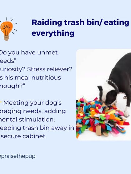 A proactive thought: "Does he have unmet needs? Is he bored or is his meal not nutritious enough?" The solution is to meet his foraging needs with enrichment and manage the environment by securing the trash bin.