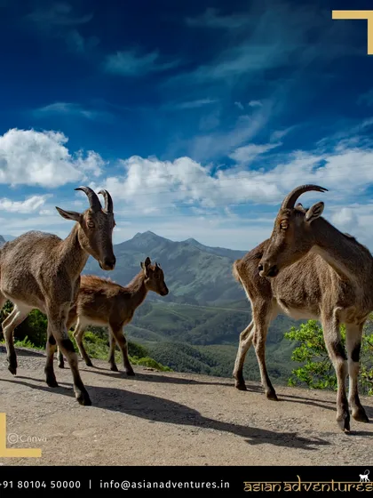 A family of Nilgiri Tahr stands on a cliff edge against the dramatic backdrop of the Western Ghats. While not in the Himalayas, their high-altitude habitat is a key feature of our South India endemic tours.