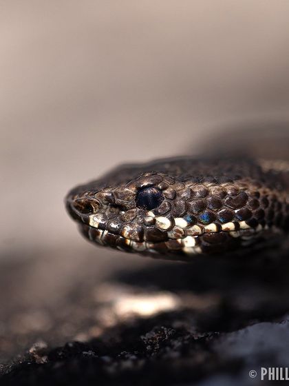 The extremely rare Horseshoe Pit Viper, endemic to the upper Nilgiri mountains. Its name comes from the horseshoe shaped pattern along its back.