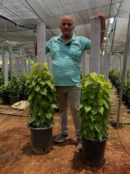 This is the quality of Money Plant we grow. These are tall, lush, and grown on sturdy moss sticks, making them an impressive and easy-to-maintain addition to any office corner or reception area. We supply these in bulk and retail.