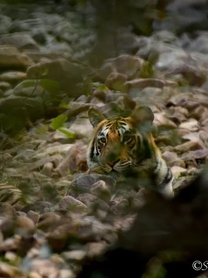 It is often said that the tiger sees you before you see him. This male cub in Tadoba, peeking through the rocks and foliage, is a perfect example. His eyes are locked on, a hidden gem in the landscape.