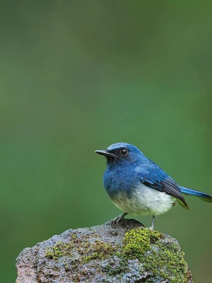 A White-bellied Blue Flycatcher, one of the many beautiful blue birds of the Western Ghats.