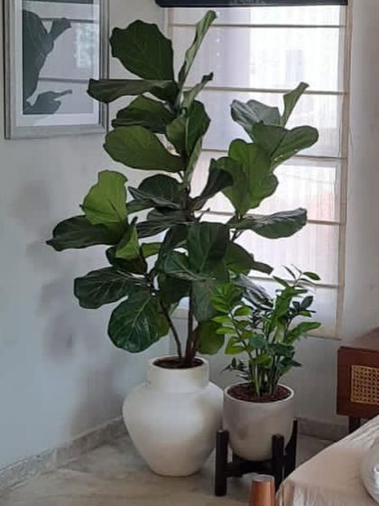 Make My Garden - Garden Design & Landscaping Indoor Green Spaces photo 44