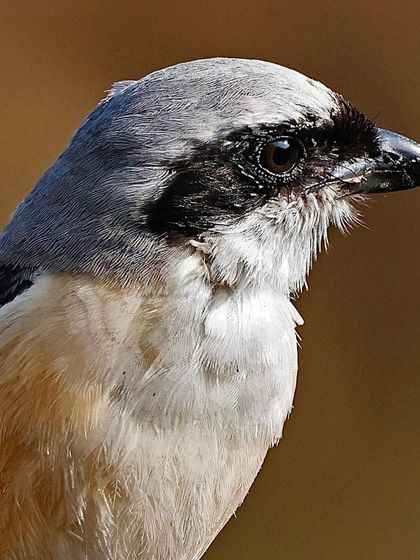 A close portrait of a Long-tailed Shrike. The image highlights its characteristic black "bandit" mask, sharp hooked beak, and the soft texture of its grey and white feathers.
