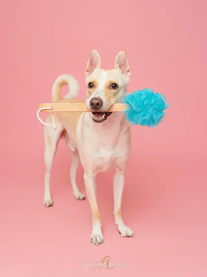 This playful image of a dog holding a bath brush is available for commercial licensing. It's a great stock photo for any brand in the pet care industry looking for engaging visuals.