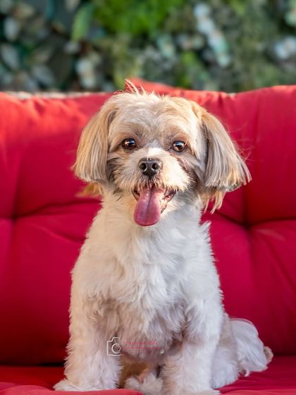 A happy Shih Tzu with its tongue out, sitting on a bright red cushion. The vibrant colors make this a joyful and eye-catching portrait.