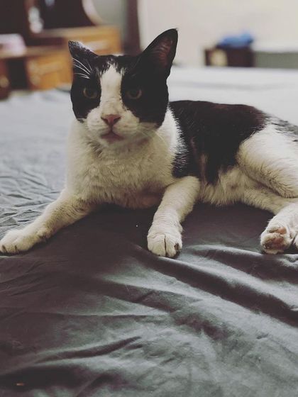 Kitty, a very sweet and chatty cat, enjoying her last day at the crèche before going home.