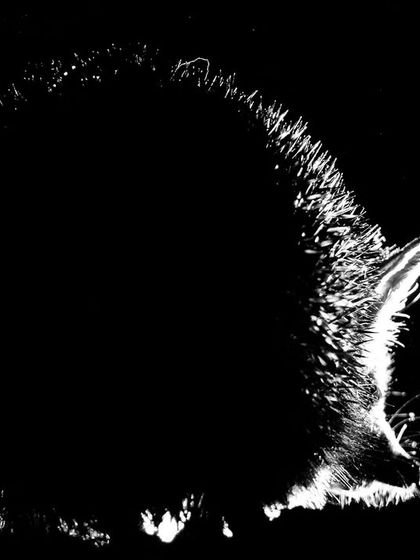 An abstract rim-lit shot of a hedgehog, where light catches the edge of its spines, creating a beautiful, high-contrast image.