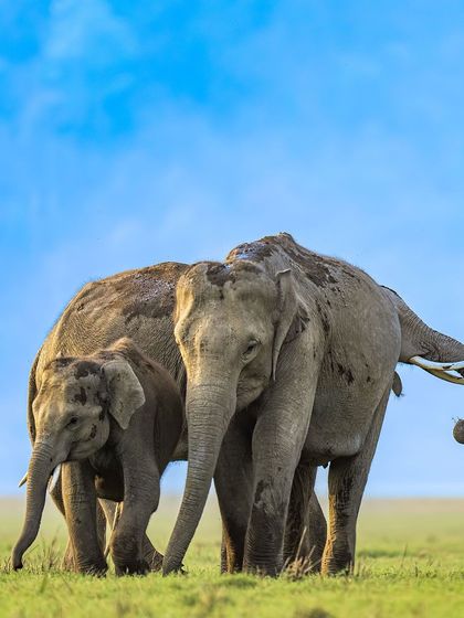 A mother and baby elephant stand close together, showcasing the protective nature of the herd.