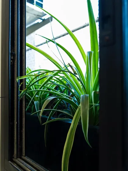 A peek through a window at a lush Spider Plant. These are fantastic, easy-to-care-for plants that work well in hanging baskets or planters.