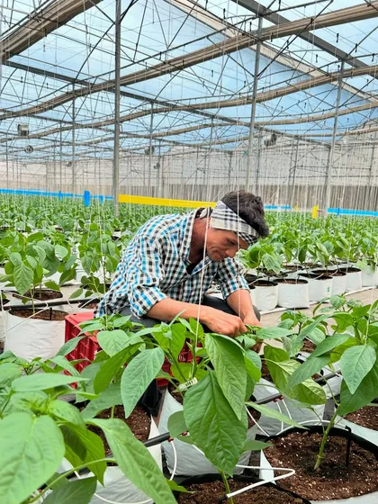 A farmer carefully tends to young plants in our greenhouse. This image, shared on Farmers Day, is a tribute to the dedication and skill of all farmers.