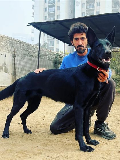 This is Polly z Jirkova dvora, our female imported from the world-renowned Jinopo Kennels in the Czech Republic. At 14 months, she is developing into a strong, confident female for our program.