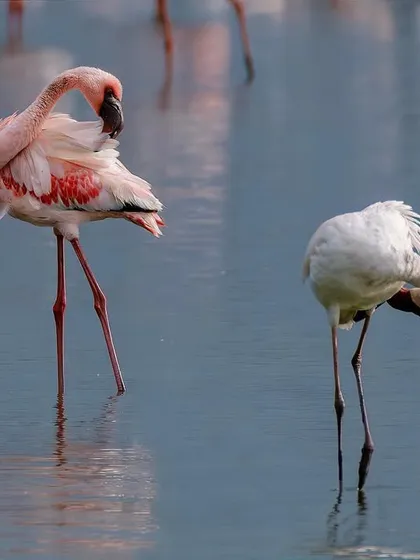 Here, a group of lesser flamingos preen after landing. The composition shows the interaction between the birds, with their elegant curves and reflections creating a pleasing rhythm in the frame. It is a lesson in observing and composing group portraits in the wild.