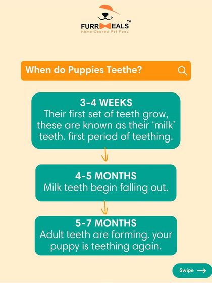 Is your puppy chewing everything? This is a complete guide to puppy teething. Learn the timeline, the signs of discomfort, and how you can help soothe their gums and save your furniture.