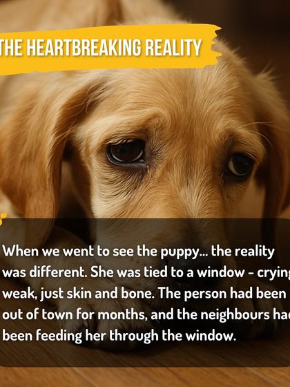 Kuddle - Pet Nutrition Consultation Caring for Community Dogs photo 3