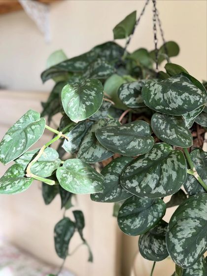 A close-up of the Satin Pothos (Scindapsus pictus), which has gorgeous silvery markings on its dark green leaves. It's a beautiful hanging plant for a bedside table or shelf.
