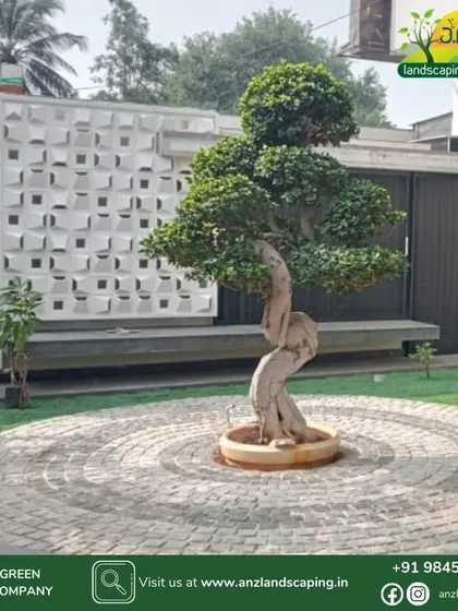 We source and install unique statement plants, like this sculpted bonsai-style Ficus tree, which acts as a living piece of art and adds a touch of sophistication to your landscape.