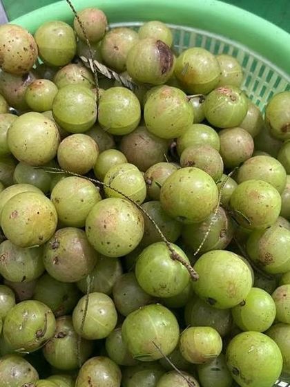 A basket of fresh Amla, or Indian gooseberries. These are very sour and are used to make pickles, chutneys, and are also eaten for their health benefits.