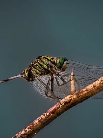 A detailed side profile of an Indian Slender Skimmer dragonfly at rest on a thorny branch. The macro lens captures the complex vein structure of its transparent wings and its large compound eyes.