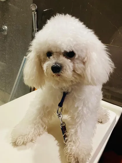 This fluffy white Poodle is looking picture-perfect after its grooming session. We specialize in breed-specific cuts to keep your pet looking their absolute best.