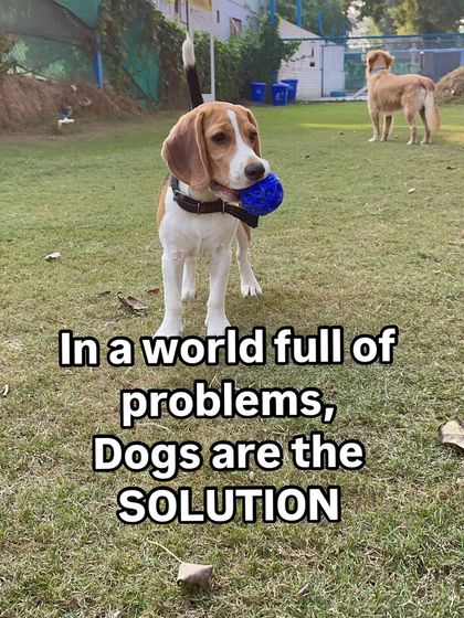 In a world full of problems, dogs are the solution. Their simple joy can fix almost anything.