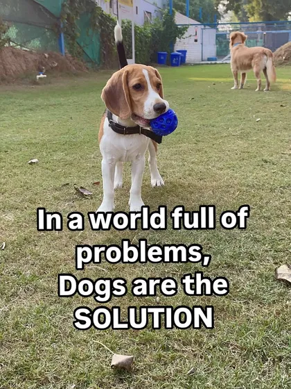 In a world full of problems, dogs are the solution. This Beagle with his ball is here to prove that a little playtime can fix anything.